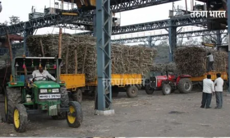 Kolhapur Sugar crushing