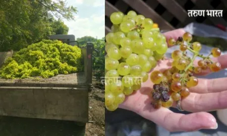 द्राक्षे ओढ्यात टाकण्याची शेतकऱ्यांवर आली वेळ! हाता- तोंडाशी आलेला घास हिरावला Sangli Grape farmers