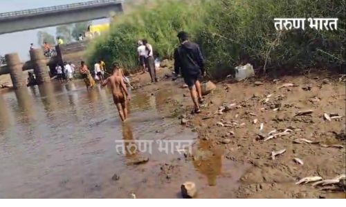 रासायनिक पाण्यामुळे वारणा नदीपात्रात मृत माशांचा खच; नागरिकांतून हळहळ, जिवीतास धोका, नदीपात्राच्या परिसरात दुर्गंधी