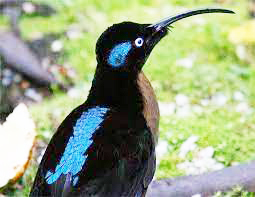 स्वर्गाचा पक्षी अशी ओळख Known as Bird of Paradise