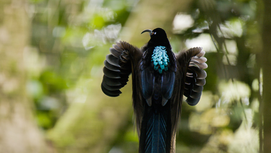 A bird that can fly upside down in the sky