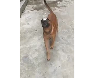 We know that many women or men walk the catwalk.