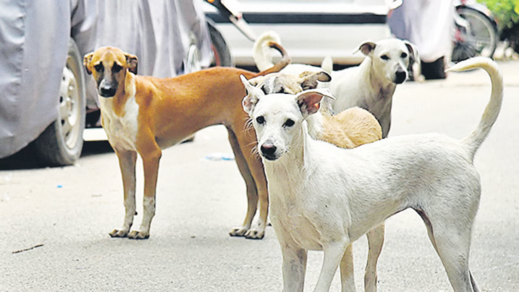 K.K. Rehabilitation center for stray dogs in Kopp village