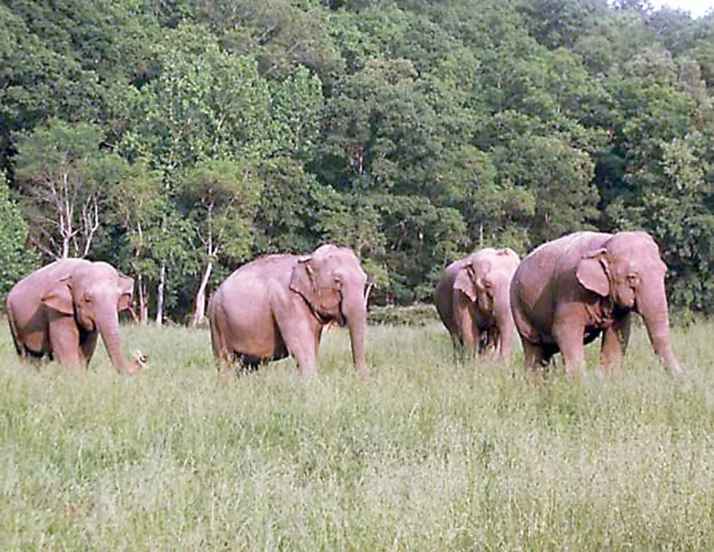 Elephants from Jhadnawaga now in Kaundal Shivara