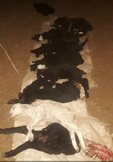 Kolhapur Breaking : मेंढरांच्या तळावर बिबट्याचा हल्ला; ११ मेंढरांचा फडशा