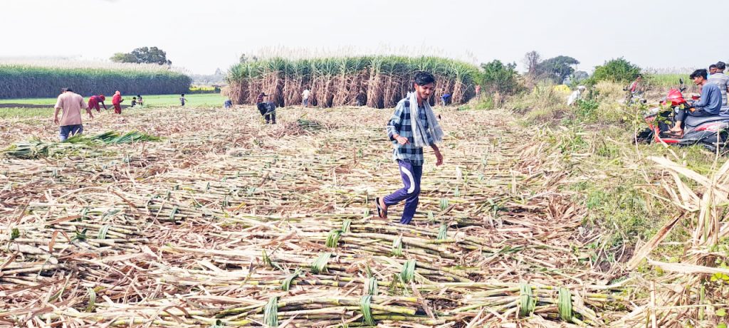 Looting of farmers by gang litigation-contractors