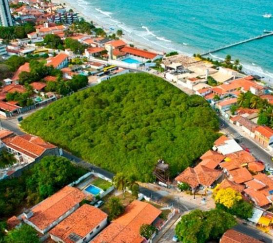 The largest cashew tree appears like a forest