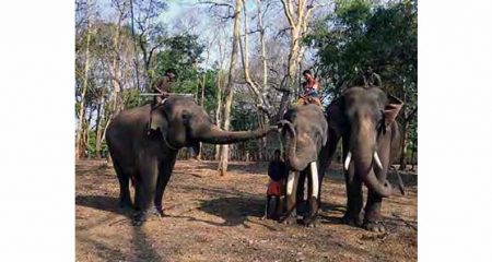 मॅन vs अॅनिमल Man vs Animal