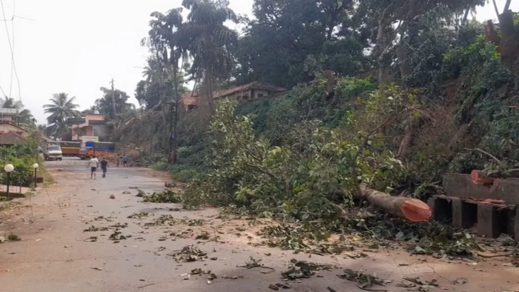 सावंतवाडी राजवाडा परिसरातील धोकादायक झाडे तोडली