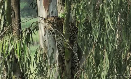 A leopard was found on a tree in Varangay Padali; Panic in the area