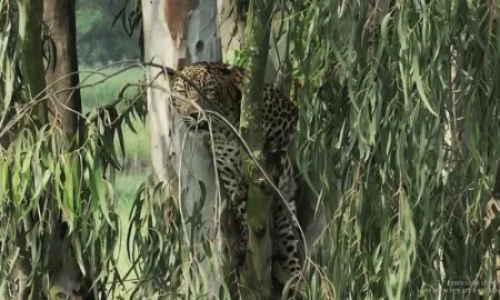 वरणगे पाडळी मध्ये झाडावर आढळला बिबट्या ; परिसरात घबराट A leopard was found on a tree in Varangay Padali; Panic in the area