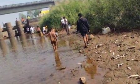 रासायनिक पाण्यामुळे वारणा नदीपात्रात मृत माशांचा खच : नागरिकांतून हळहळ, जिवितास धोका, नदीपात्राच्या परिसरात दुर्गंधी Dead fish in Warna river basin due to chemical water