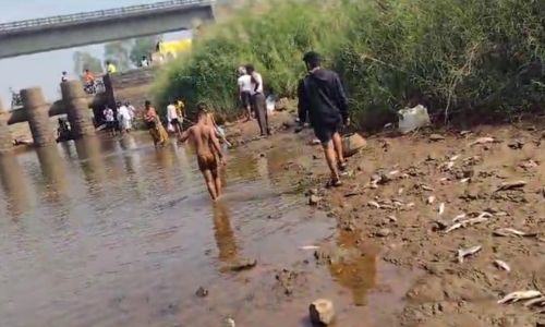 रासायनिक पाण्यामुळे वारणा नदीपात्रात मृत माशांचा खच : नागरिकांतून हळहळ, जिवितास धोका, नदीपात्राच्या परिसरात दुर्गंधी Dead fish in Warna river basin due to chemical water