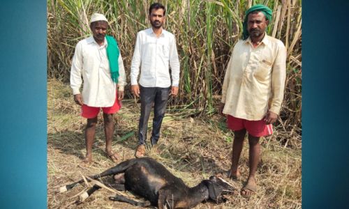 बच्चे सावर्डेत बिबट्याच्या हल्ल्यात मेंढी ठार : दोन बिबट्याचा वावर कॅमेऱ्यात कैद Sheep killed in leopard attack in Bachche Sawarde