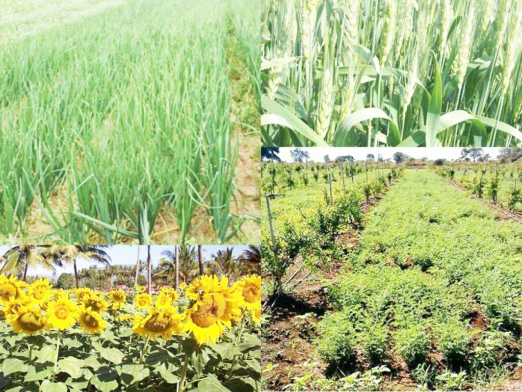 Only 72 mm rain for Rabbi.