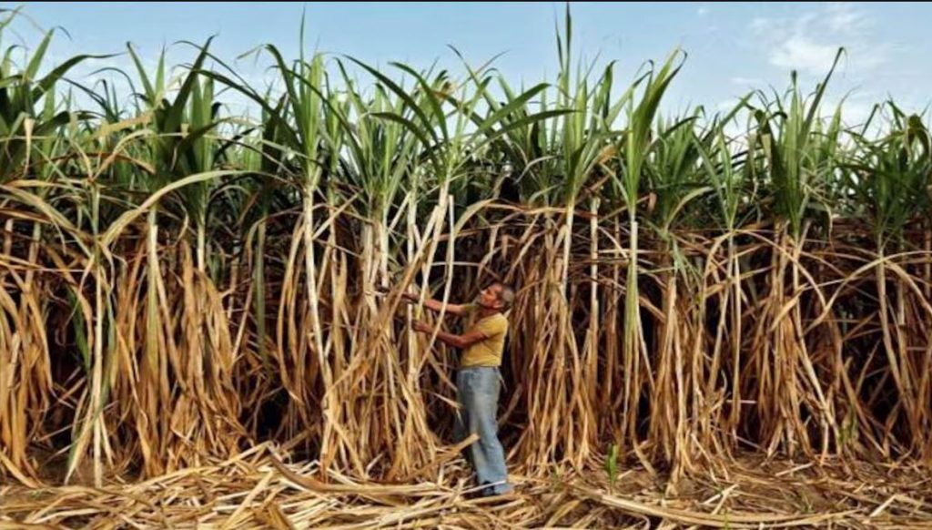 मजुराअभावी पिकप्रवृत्ती बदलत नाही Lack of labor does not change the crop trend