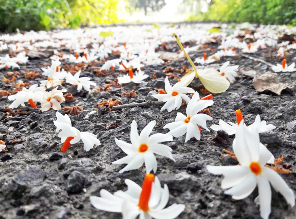 प्राजक्ताचा महिमा Glory of the Ancestor