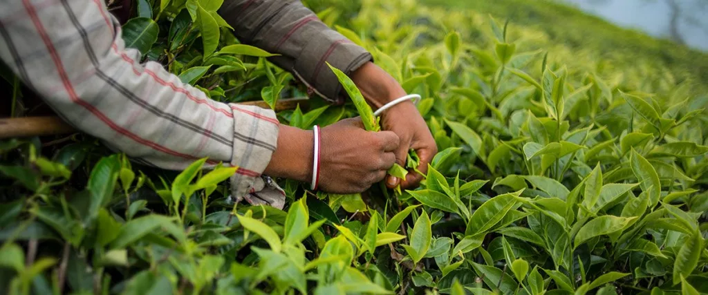चहा उत्पादन ऑक्टोबरमध्ये 18 कोटी किलो, 12 टक्के वाढले Tea production rose 12 percent to 18 crore kg in October