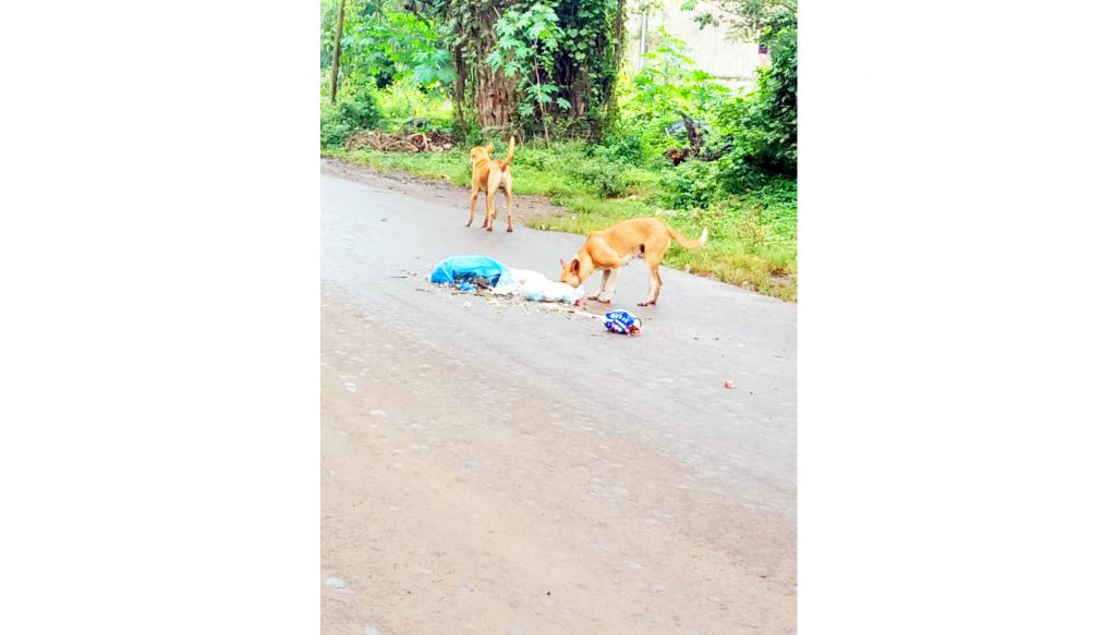 Stray dogs roaming on Belgaum-Bachi route
