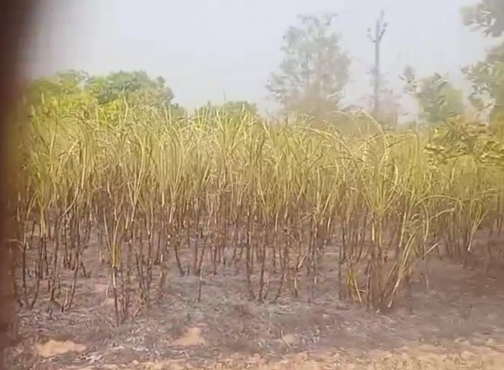 Sugarcane, mango-cashew trees were destroyed by fire due to short circuit