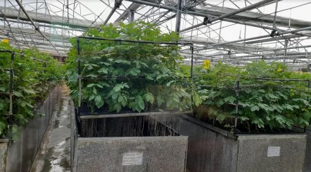 ‘टिश्यू कल्चर’ क्रांती The 'tissue culture' revolution