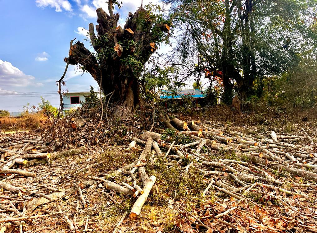 Slaughter of banyan trees at Lokoli