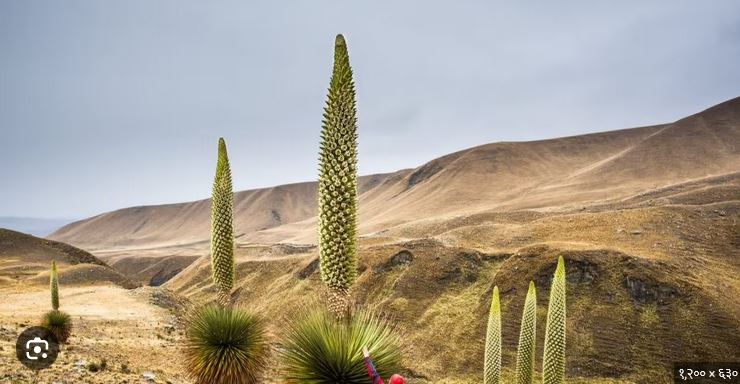 Blooms once in a hundred years