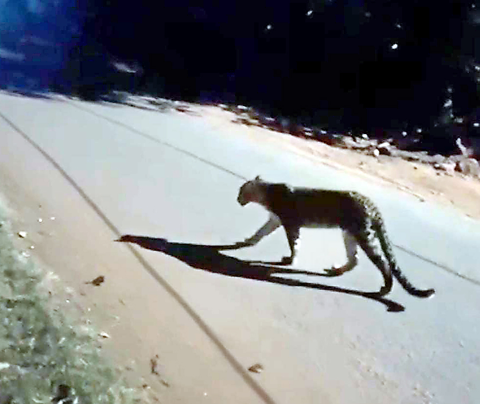 बोरीत बिबट्याचा मुक्त संचार, नागरिकांत घबराट Free movement of leopards in sacks, panic among citizens