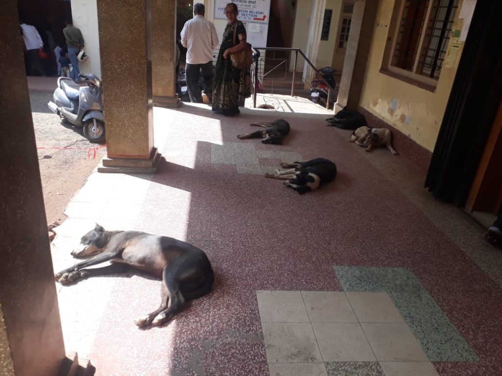 Nuisance of stray dogs in Tehsildar office