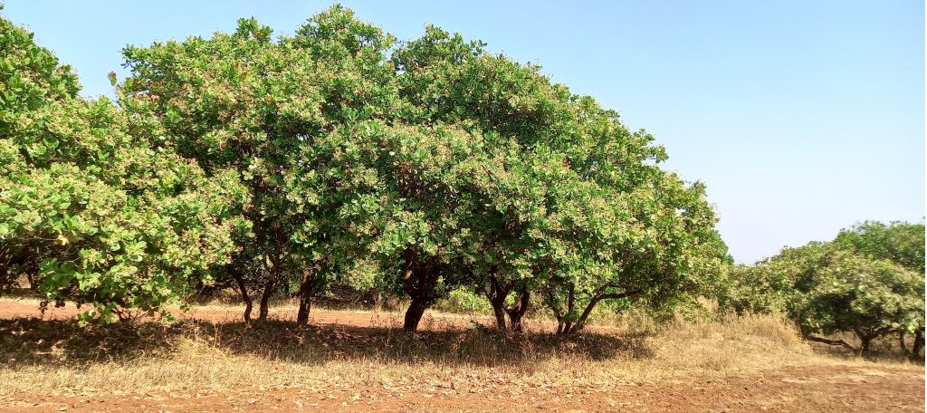 Cashew orchards flourished in Jamboti-Olamani area