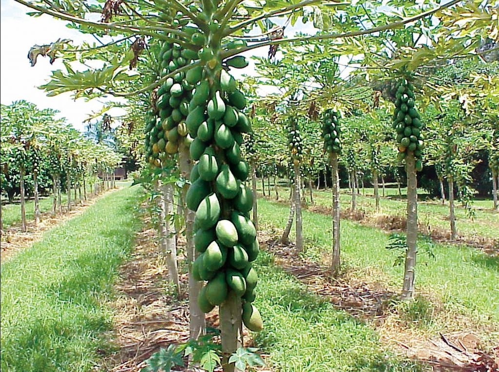 Subsidy for various horticultural crops