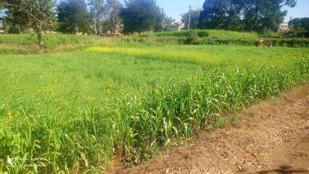 Cool environment for pulses