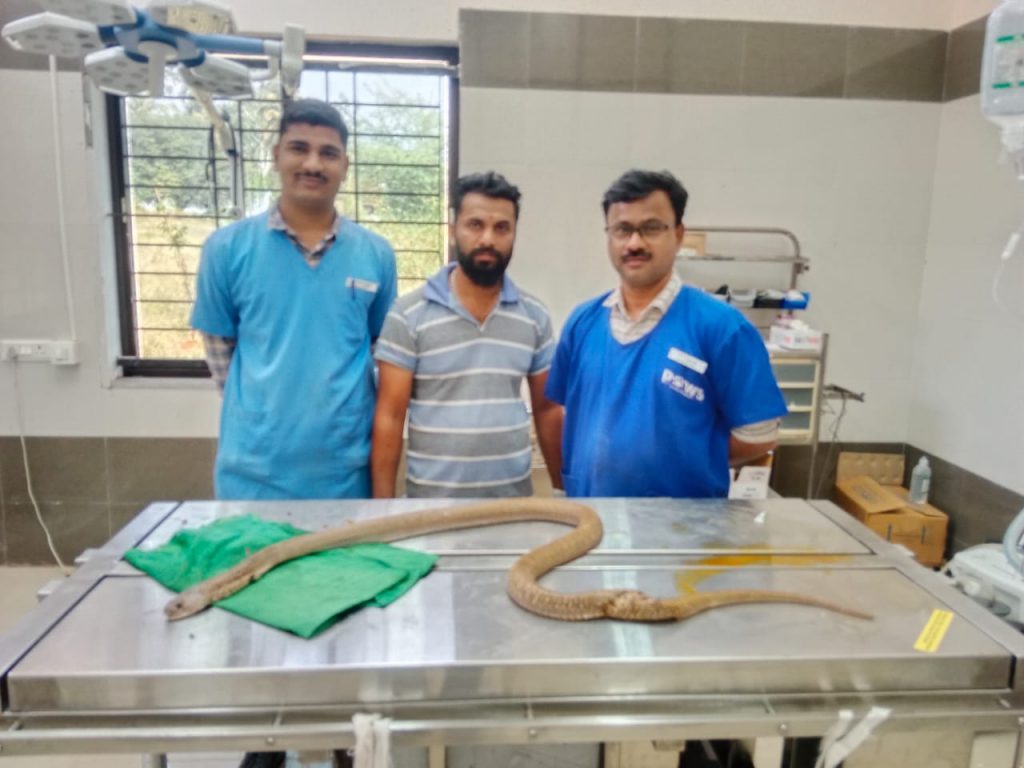 Successful surgery on a snake in Belgaum