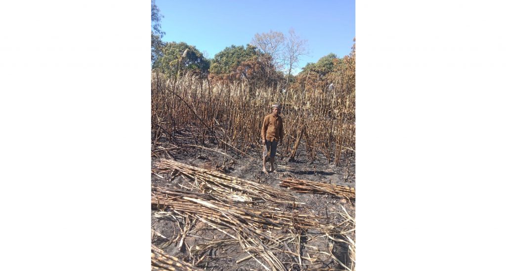 Three acres of sugarcane burnt by a farmer in Kakkari