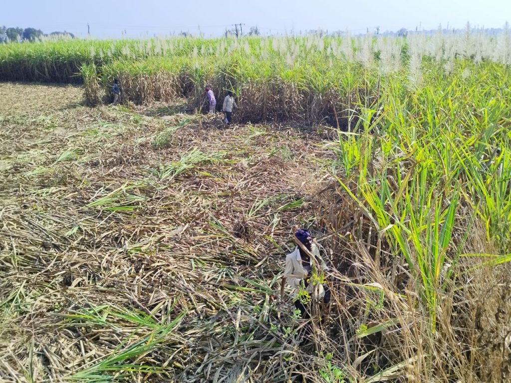 70 percent sugarcane cutting in the district is complete
