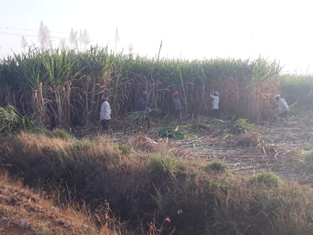 चाऱ्यासाठी शेतकऱ्यांची धावाधाव Farmers run for fodder