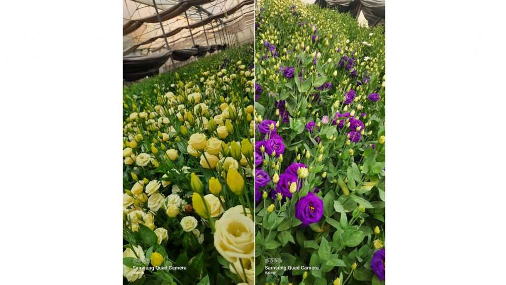 Attractive exotic flowers bloomed in shade