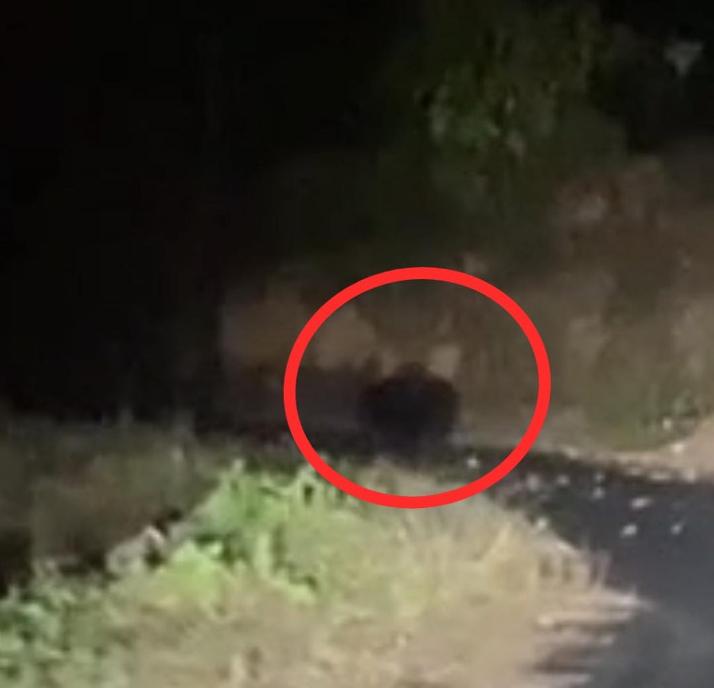 तळेखोल -उसप रस्त्यावर अस्वलाचे दर्शन