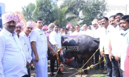 ‘गोकुळ’ लवकरच २० लाख लिटर दूध संकलनाचा टप्पा पार करेल- आमदार सतेज पाटील Gokul milk collection MLA Satej Patil