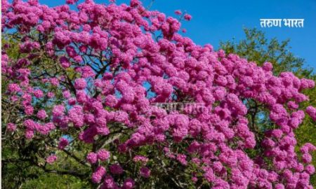 कोल्हापूरात आयसोलेशन परिसरात आढळला ‘पर्पल पेंक ट्रम्पेट’ वृक्ष Purple Penk Trumpet tree Kolhapur