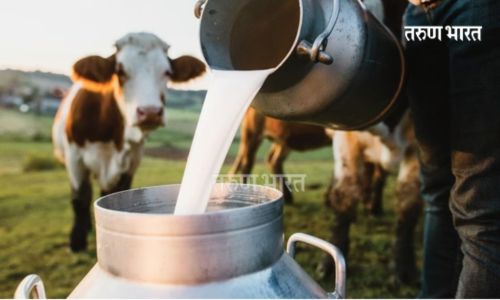 गाय दूध उत्पादकांना मिळणार 13 कोटी; प्रतिलिटर 5 रुपये अनुदान : दूध उत्पादकांना दिलासा Milk price will increase by Rs 5 from January