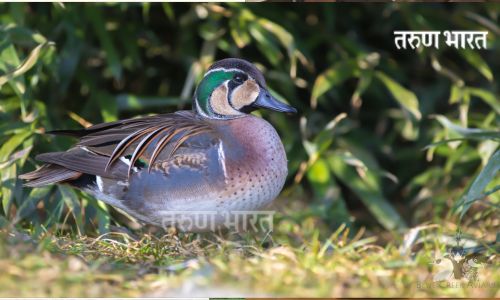 Russian baikal Teal