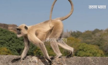 Ratnagiri Monkeys