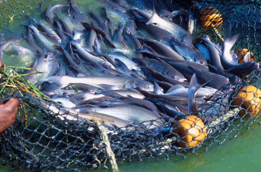 Subsidy to producers for aquaculture business