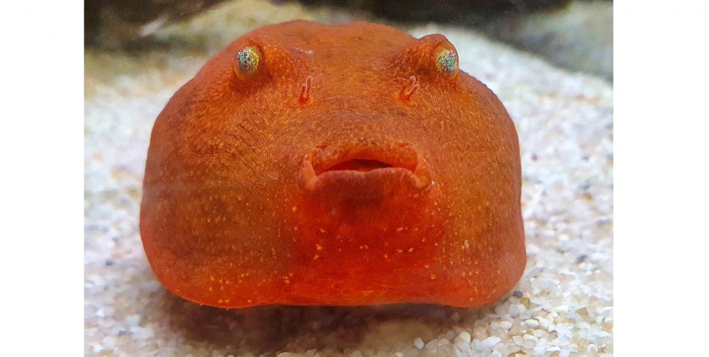 A fish that looks like a potato