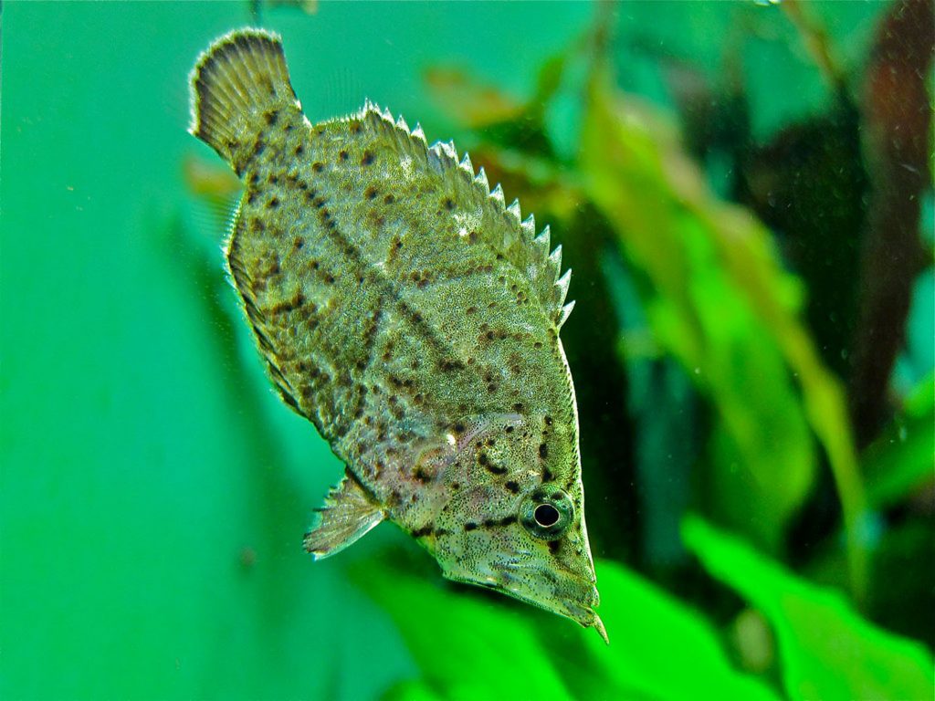 A fish that looks like dried leaves