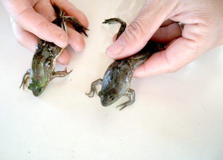 Strange frog, reverse ganga of body development
