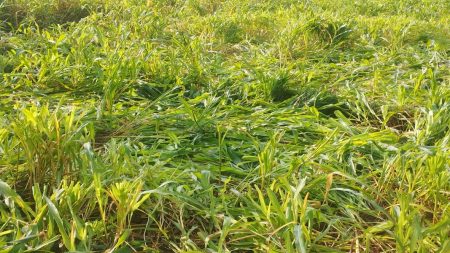 तेंडोलीत गवारेड्यांचा धुमाकूळ । उन्हाळी शेती संकटात