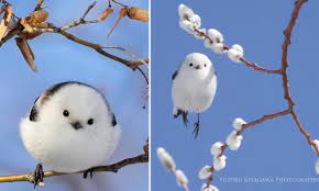 A bird called a snow fairy