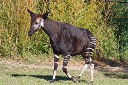 अजब प्राणी : जिराफ-झेब्रा-घोड्याचे मिश्रण Strange Animals: Giraffe-Zebra-Horse mix